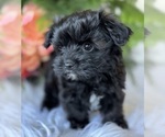 Small #6 Morkie