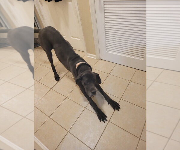 Medium Photo #1 Great Dane Puppy For Sale in Bullard, TX, USA