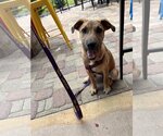 Small Photo #1 German Shepherd Dog-Unknown Mix Puppy For Sale in San Antonio, TX, USA