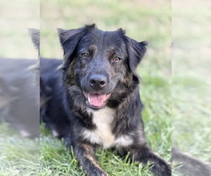 Border Collie-Unknown Mix Dogs for adoption in Holly Springs, NC, USA