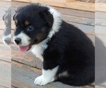 Small Photo #5 Australian Shepherd Puppy For Sale in GUTHRIE, OK, USA