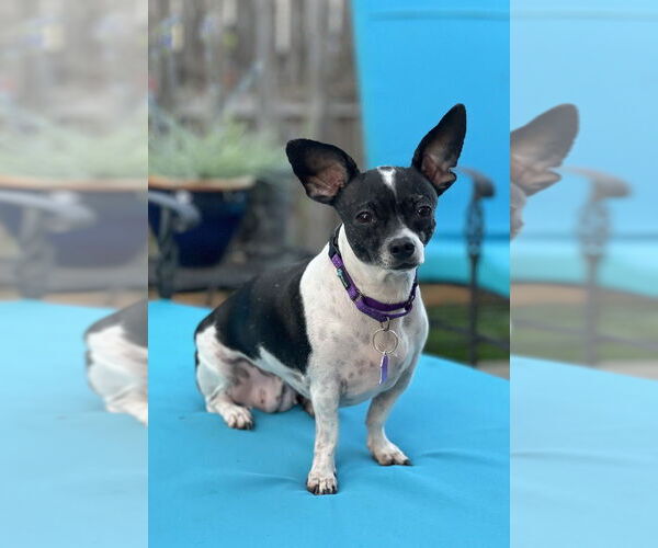 Medium Photo #4 Chihuahua-Unknown Mix Puppy For Sale in Mundelein, IL, USA