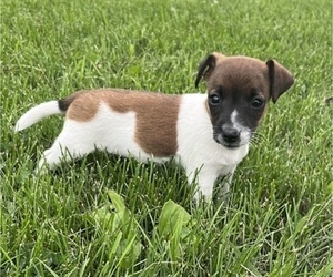 Medium Jack Russell Terrier