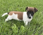 Puppy Nala Jack Russell Terrier