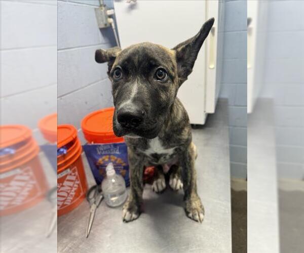 Medium Photo #1 German Shepherd Dog-Holland Shepherd Mix Puppy For Sale in Woodland, CA, USA