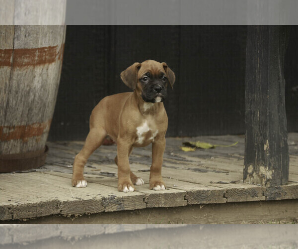Medium Photo #5 Boxer Puppy For Sale in SHIPSHEWANA, IN, USA