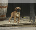 Small #4 Boxer