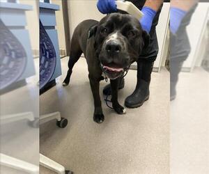 American Pit Bull Terrier-Unknown Mix Dogs for adoption in Burbank, CA, USA