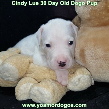 Medium Photo #56 Dogo Argentino Puppy For Sale in PINEVILLE, MO, USA