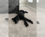 Small #3 Schnauzer (Giant)