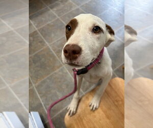 Molleigh - Female Mutt Dog for Adoption - Photo #7