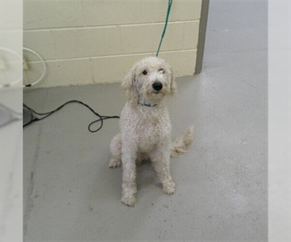 Medium Photo #1 Poodle (Standard)-Unknown Mix Puppy For Sale in Sanford, FL, USA