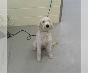 Poodle (Standard)-Unknown Mix Dogs for adoption in Sanford, FL, USA