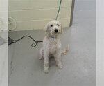Small Poodle (Standard) Mix