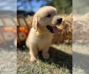 Golden Retriever Puppy for Sale in NEOLA, West Virginia USA