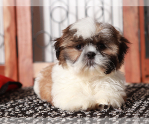 Shih Tzu Puppy for sale in NAPLES, FL, USA