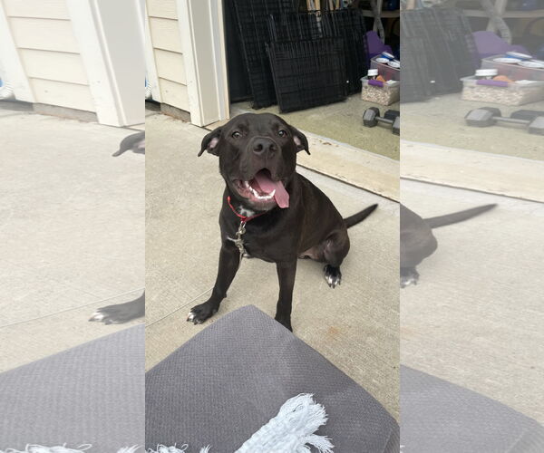 Medium Photo #12 Boxador Puppy For Sale in Holly Springs, NC, USA