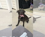 Small #11 Boxador