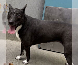 Labrador Retriever-Unknown Mix Dogs for adoption in Las Vegas, NV, USA