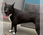 Small Labrador Retriever Mix