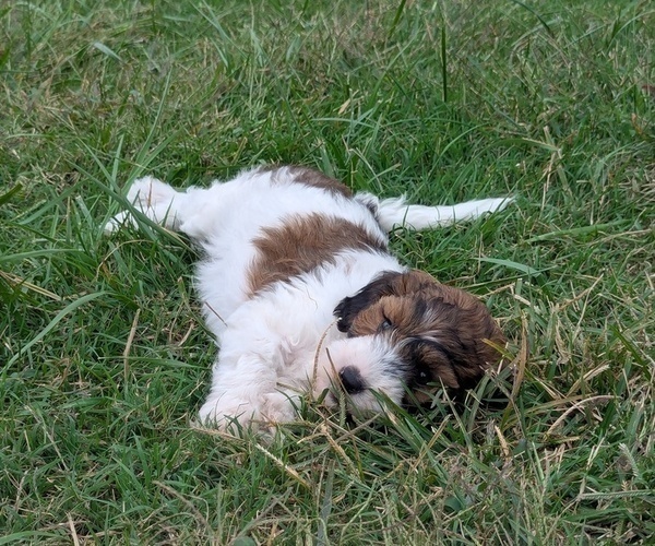Medium Photo #7 Goldendoodle mix (+ Poodle Toy) Puppy For Sale in MORGANTON, NC, USA