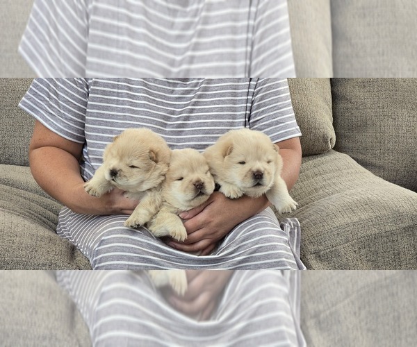 Medium Photo #9 Chow Chow Puppy For Sale in MERCED, CA, USA