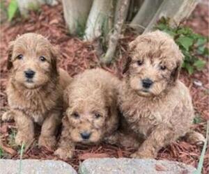 Goldendoodle Puppy for Sale in HICKORY, North Carolina USA