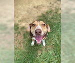 Small Photo #15 Meagle Puppy For Sale in Evansville, IN, USA