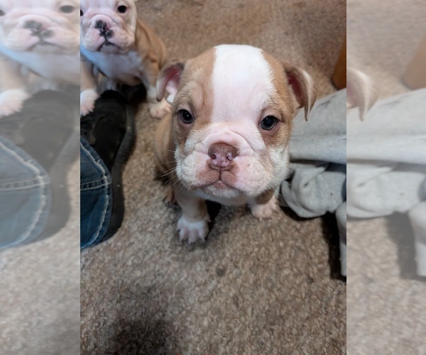 Medium Photo #14 English Bulldog Puppy For Sale in WHITELAND, IN, USA