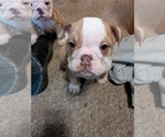 Small #13 English Bulldog