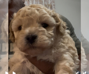 Peke-A-Poo Puppy for Sale in FAYETTEVILLE, North Carolina USA