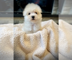 Maltipoo Puppy for Sale in CROSSVILLE, Tennessee USA