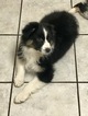 Small Photo #7 Australian Shepherd Puppy For Sale in ANTLERS PARK, MN, USA