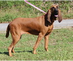 Small Photo #4 Bloodhound Puppy For Sale in Prattville, AL, USA