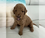 Puppy Daisy Goldendoodle (Miniature)