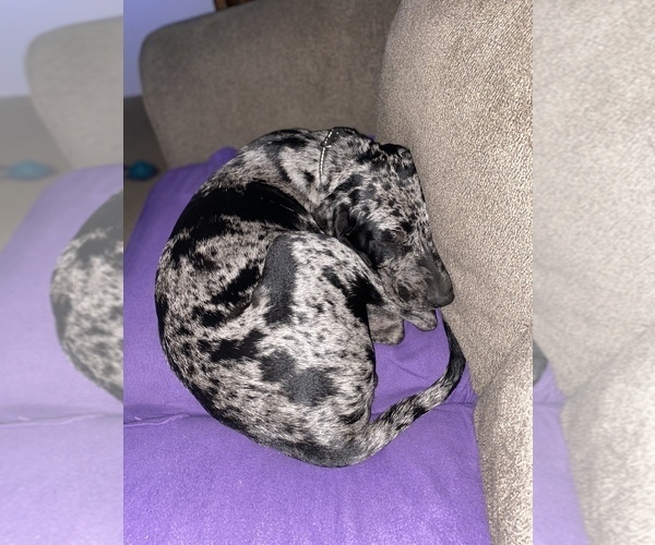 Full screen Photo #11 Catahoula Leopard Dog Puppy For Sale in ELK RIVER, MN, USA