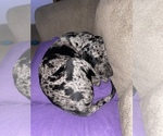 Small Photo #11 Catahoula Leopard Dog Puppy For Sale in ELK RIVER, MN, USA
