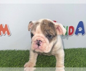 Bulldog Puppy for sale in LIBERTY, TX, USA