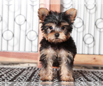 Small #2 Yorkshire Terrier