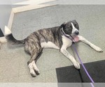 Small American Pit Bull Terrier-Saint Bernard Mix