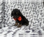 Small #2 Cavapoo (Miniature)