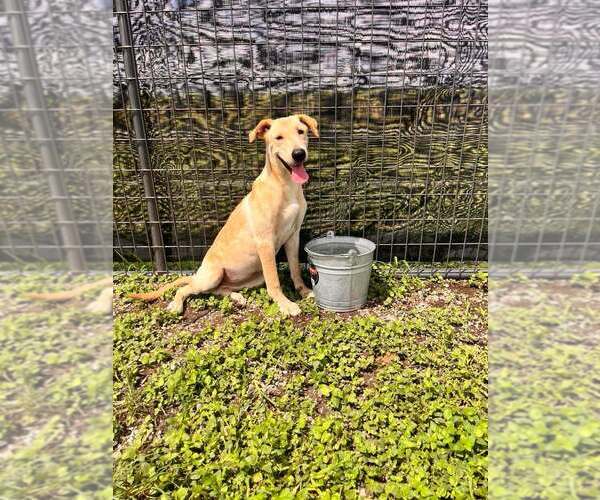 Medium Photo #4 Mutt Puppy For Sale in Abbeville, LA, USA