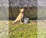 Small #3 Mutt