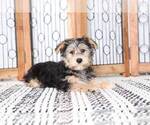 Small Photo #1 Havashire Puppy For Sale in NAPLES, FL, USA