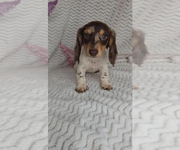 Medium Photo #3 Dachshund Puppy For Sale in JASONVILLE, IN, USA