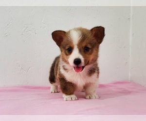 Pembroke Welsh Corgi Puppy for sale in CLARK, MO, USA