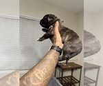 Small Photo #48 Cane Corso-Saint Bernard Mix Puppy For Sale in LIVERMORE, CA, USA