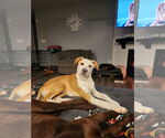 Small #10 American Pit Bull Terrier Mix