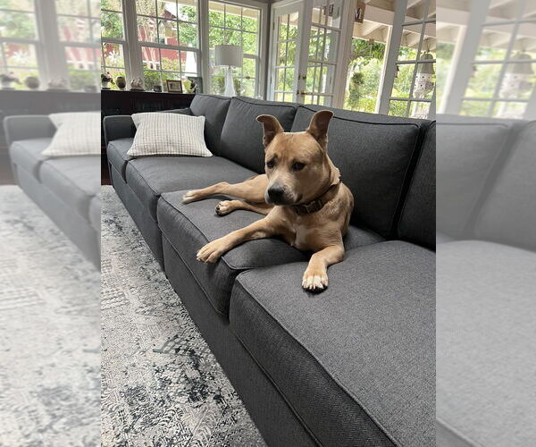 Medium Photo #1 American Staffordshire Terrier-Carolina Dog Mix Puppy For Sale in Banning, CA, USA