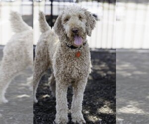 Goldendoodle Dogs for adoption in McKinney, TX, USA